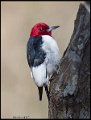 _7SB3887 red-headed woodpecker